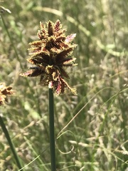 Cyperus marginatus