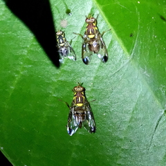 Bactrocera hochii