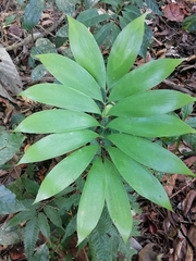 Zamia ipetiensis