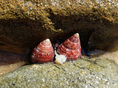 Prothalotia pulcherrima