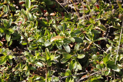 Image of Cliffortia berberidis by (c) Tony Rebelo, some rights reserved (CC BY-SA)
