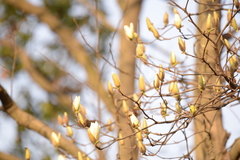 Magnolia × soulangeana