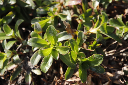 Image of Cliffortia berberidis by (c) Tony Rebelo, some rights reserved (CC BY-SA)