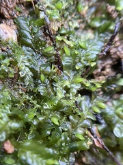 Liochlaena lanceolata