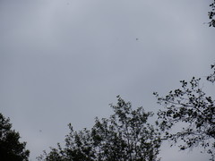 Siphlonurus lacustris