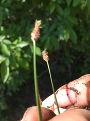 Eleocharis bifida