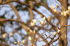 Magnolia × soulangeana