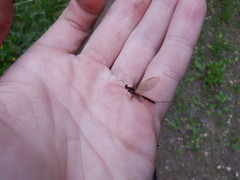 Siphlonurus lacustris