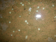 Siphlonurus lacustris