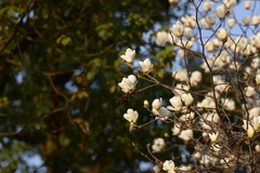 Magnolia × soulangeana