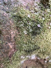 Liochlaena lanceolata