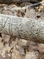 Pityogenes bidentatus