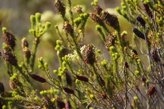 Erica sessiliflora