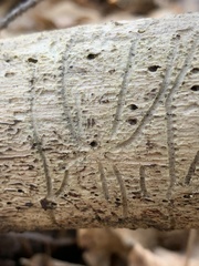 Pityogenes bidentatus