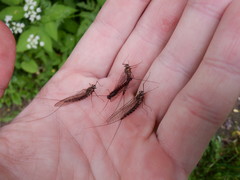 Siphlonurus lacustris