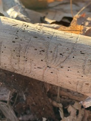 Pityogenes bidentatus