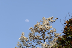 Magnolia × soulangeana