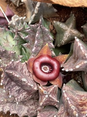 Huernia insigniflora