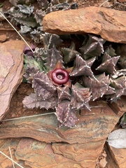 Huernia insigniflora