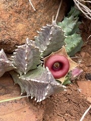 Huernia insigniflora