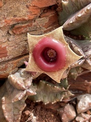 Huernia insigniflora