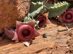 Huernia insigniflora