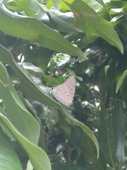 Pseudolycaena marsyas