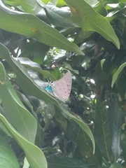 Pseudolycaena marsyas