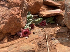 Huernia insigniflora
