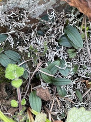 Drimiopsis davidsoniae