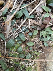 Drimiopsis davidsoniae