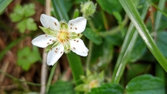 Potentilla montana