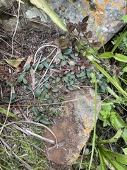 Drimiopsis davidsoniae