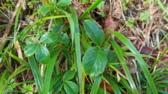 Potentilla montana