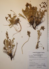 Oxytropis borealis viscida