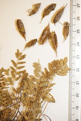 Oxytropis borealis viscida