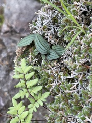 Drimiopsis davidsoniae