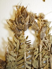 Oxytropis borealis viscida