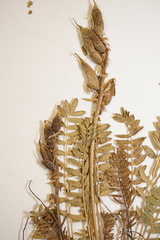 Oxytropis borealis viscida