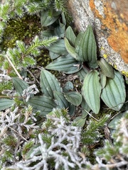 Drimiopsis davidsoniae