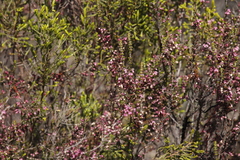 Erica placentiflora