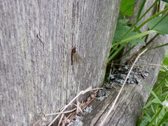 Siphlonurus lacustris