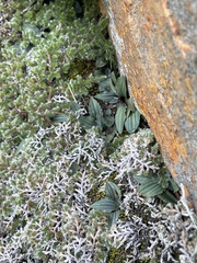 Drimiopsis davidsoniae