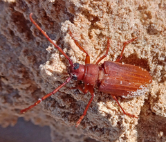 Delocheilus