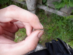 Siphlonurus lacustris