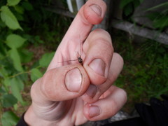 Siphlonurus lacustris