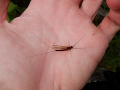 Siphlonurus lacustris