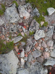 Castilleja rupicola
