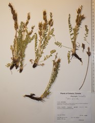 Oxytropis borealis viscida