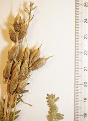 Oxytropis borealis viscida